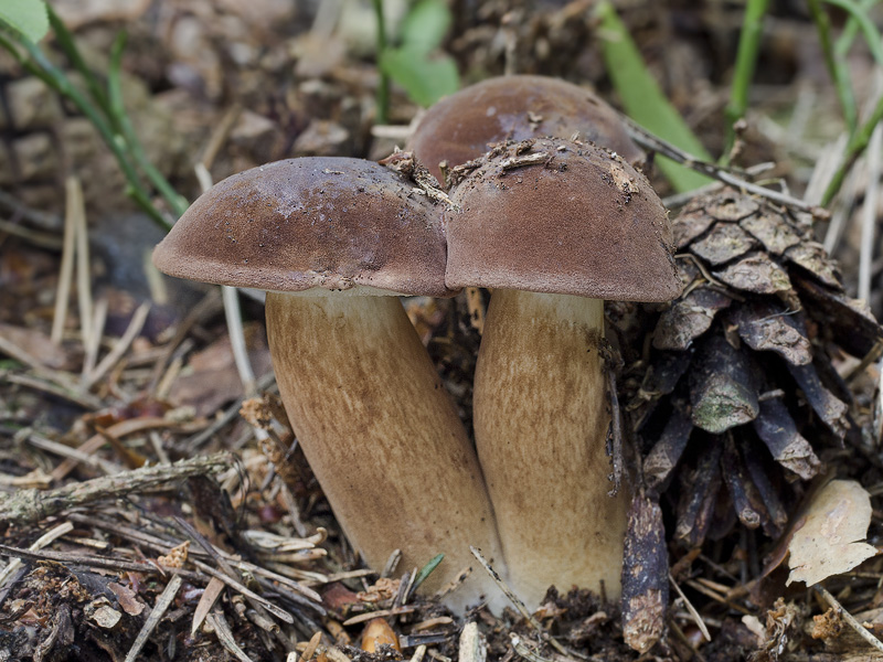 Boletus badius